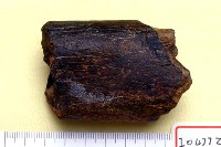 藏品(動物腿骨化石)的圖片